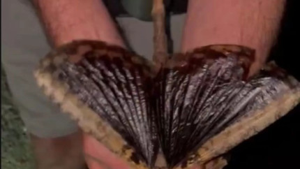 O nouă specie de insectă-băț gigantică a fost descoperită. Trăiește în coronamentul arborilor | VIDEO