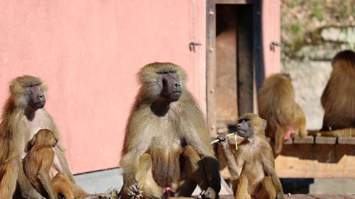 Angajații unei grădini zoologice au primit amenințări cu moartea după ce au hrănit leii cu babuini sănătoși