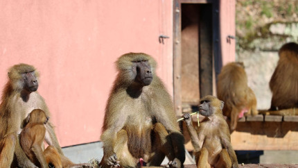 Angajații unei grădini zoologice au primit amenințări cu moartea după ce au hrănit leii cu babuini sănătoși