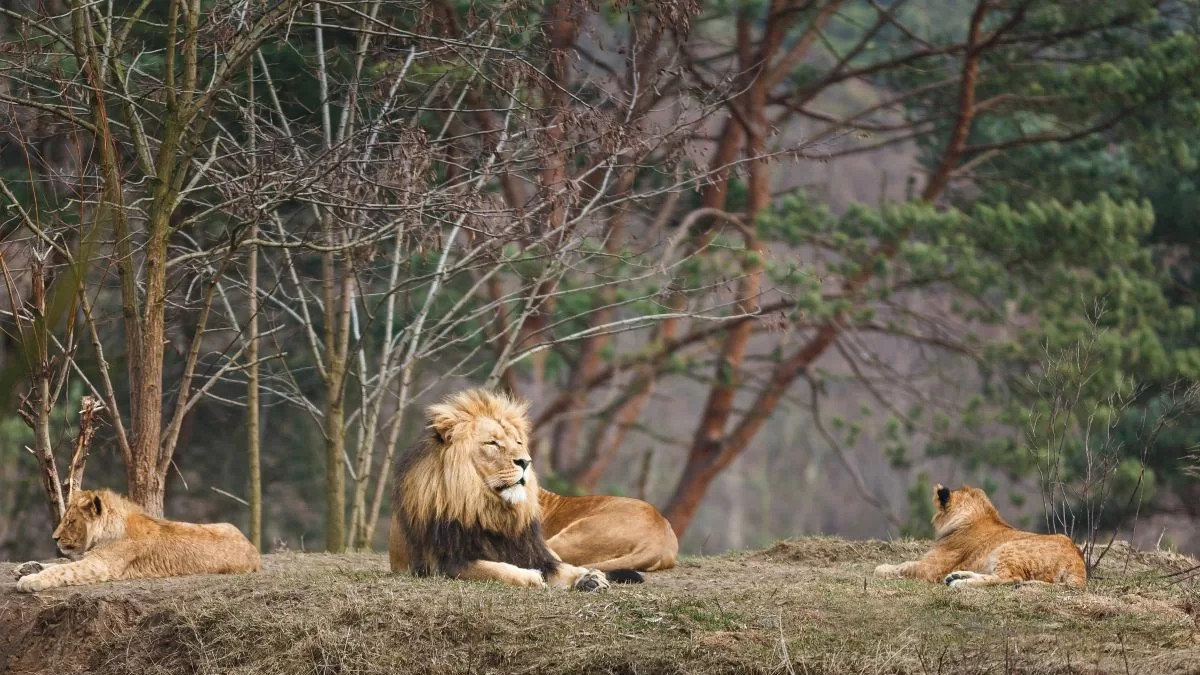 O grădină zoologică le cere oamenilor să doneze animalele nedorite pentru a hrăni leii și tigri. Este necesar să le oferi carne de preferat cu blană