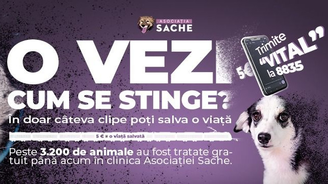Asociația Sache lansează un apel la umanitate și responsabilitate cu ocazia Zilei Internaționale a Animalelor sărbătorită pe 4 octombrie