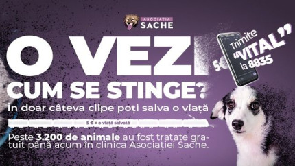 Asociația Sache lansează un apel la umanitate și responsabilitate cu ocazia Zilei Internaționale a Animalelor sărbătorită pe 4 octombrie