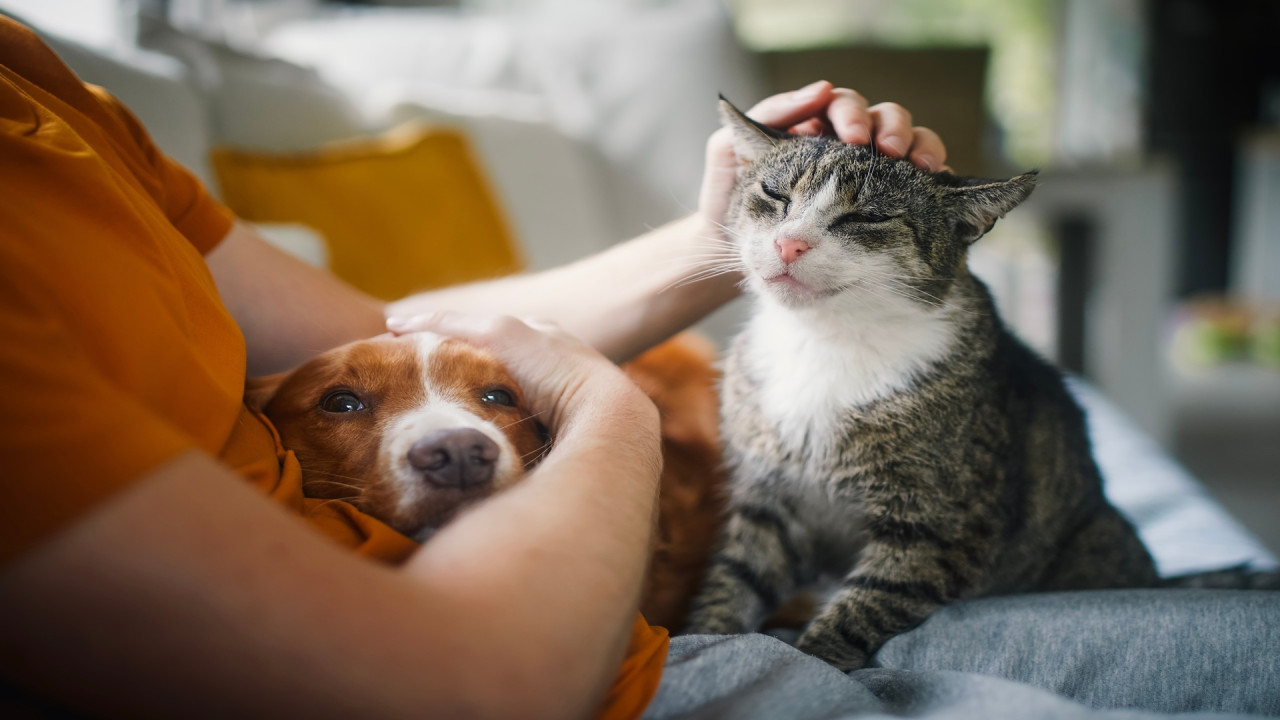 Acord istoric în UE reguli noi pentru protecția animalelor de companie. Ce prevede noul acord