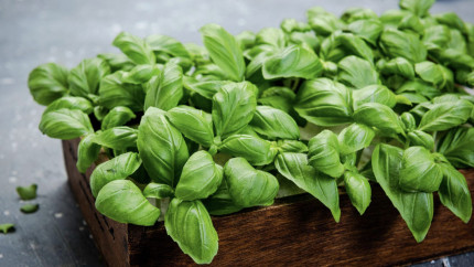 6 plante care iti aduc norocul bogatia si sanatatea in casa ta