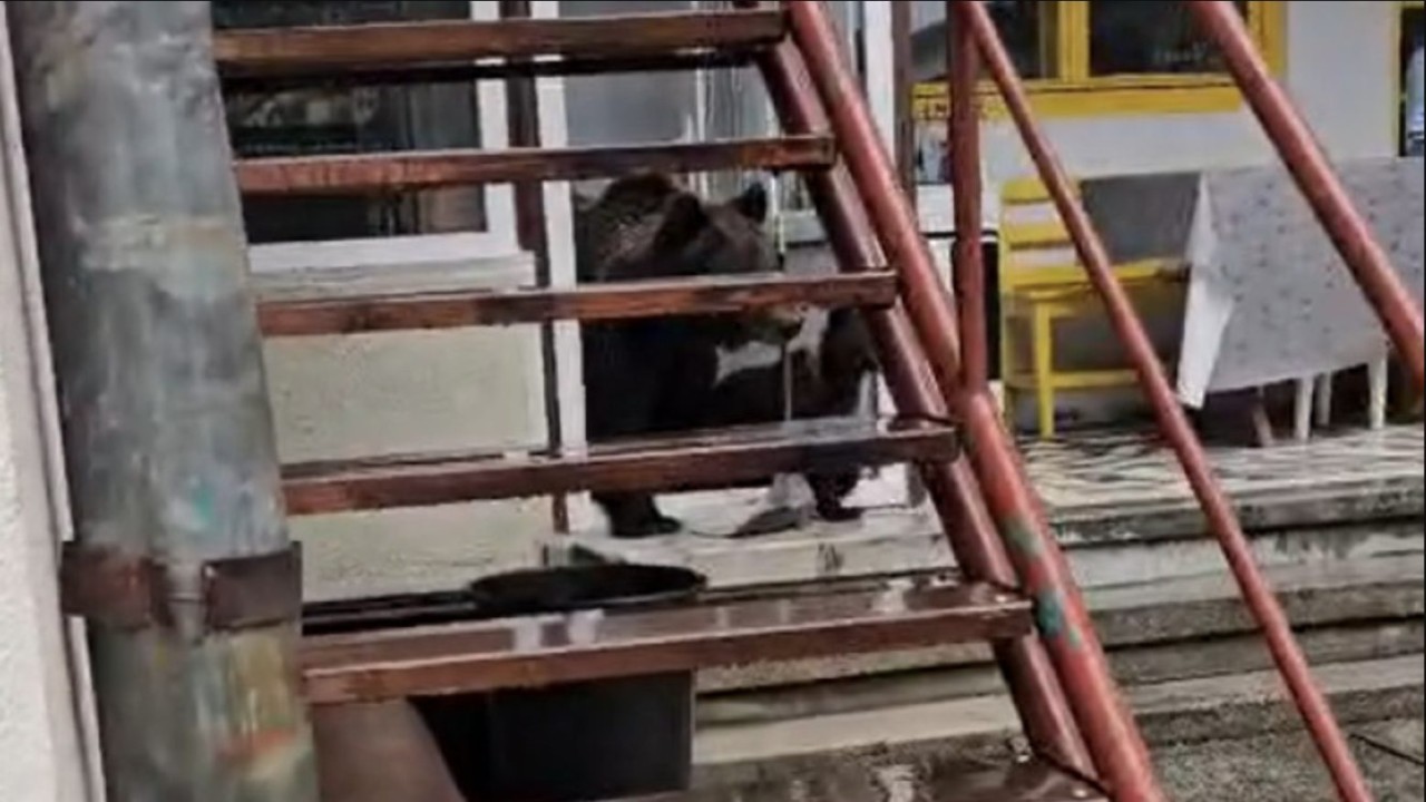 O ursoaică cu pui a intrat peste oameni în casă. Și ce a urmat apoi a...