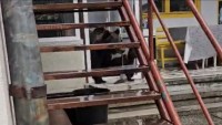 O ursoaică cu pui a intrat peste oameni în casă. Și ce a urmat apoi a8230