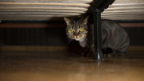 Cel mai nou cuvânt din limba română adăugat în dicționar a împărțit internetul în două