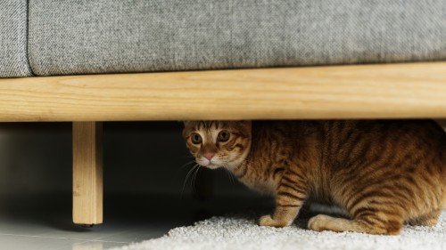 Câte zile poți lăsa o pisică singură în casă. Care sunt riscurile dacă stă singură prea mult